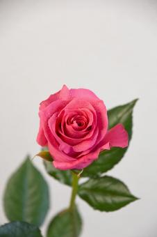 ピンクのばら ピンクのばら 水滴,花,ばらの写真素材