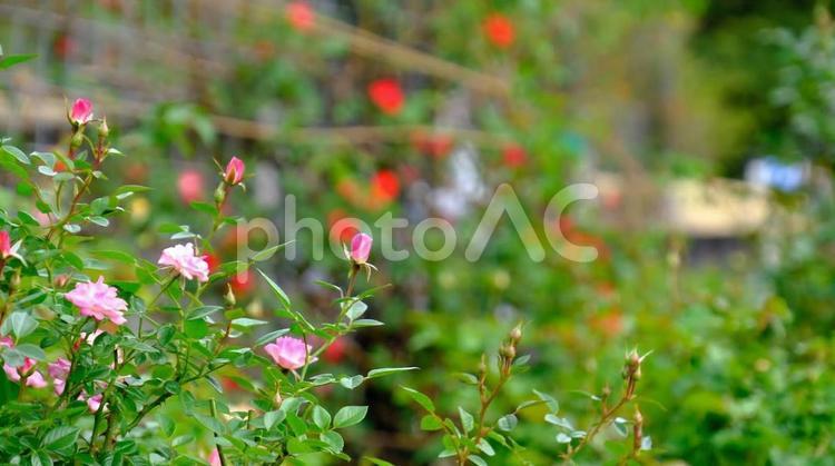 県立播磨中央公園　バラ園 播磨中央公園,ばら,バラの写真素材