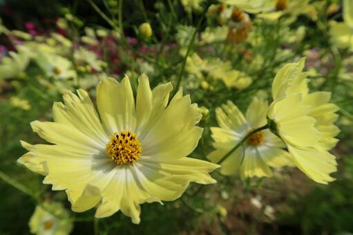 [秋]コスモスの写真