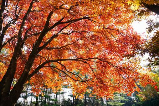 紅葉 紅葉の写真