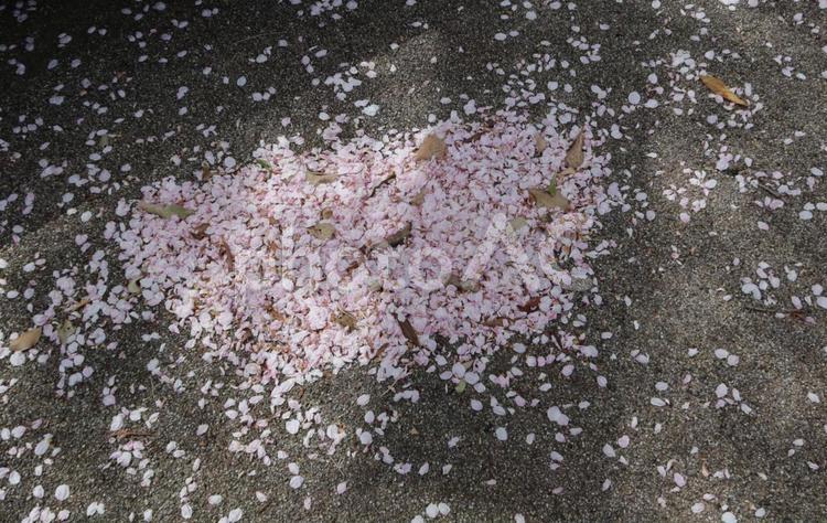 地面に舞い落ちた桜の花びら 花びら,桜,土の写真素材