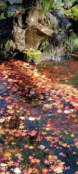 池に浮かぶ紅葉 もみじ,カエデ,秋色の写真素材