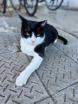 ねこ のらねこ ねこ のらねこの写真