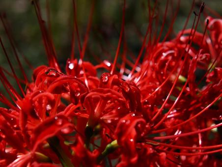 彼岸花の接写の写真