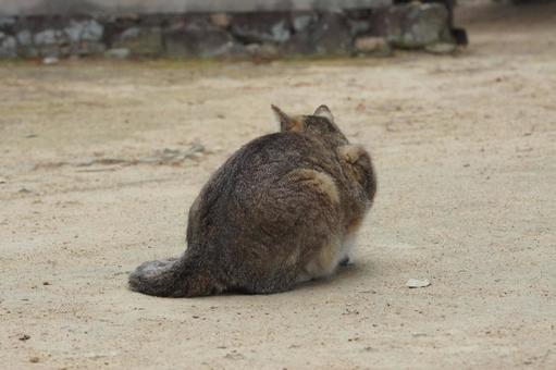 ねこ ねこの写真
