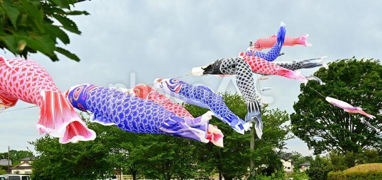 曇天をなびくこいのぼり こいのぼり,鯉のぼり,5月の写真素材
