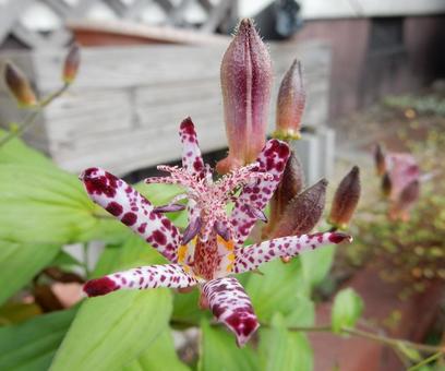 【花の写真】ホトトギス（杜鵑草） ホトトギス,杜鵑草,植物の写真素材