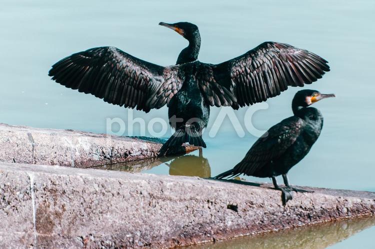 川鵜が羽を広げています 鵜,川鵜,野鳥の写真素材