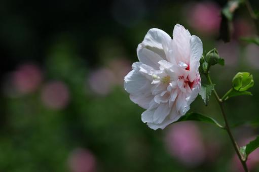 夏の茶室を彩る 夏の茶室を彩るの写真