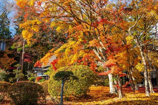 佐々木家住宅の秋景色⑶ 晩秋,紅葉,モミジの写真素材
