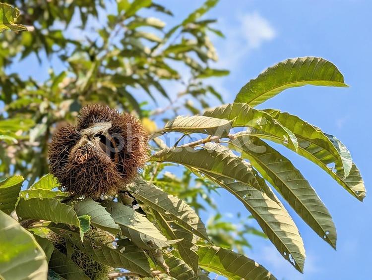 秋晴れと栗の木 植物,栗,食べ物の写真素材