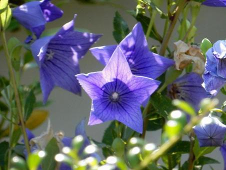 【花の写真】キキョウ(桔梗) 【花の写真】キキョウ(桔梗)の写真