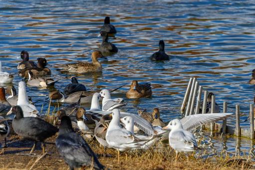 The bustle of waterfowl gathering on a winter pond, JPG The bustle of waterfowl gathering on a winter pond, JPG