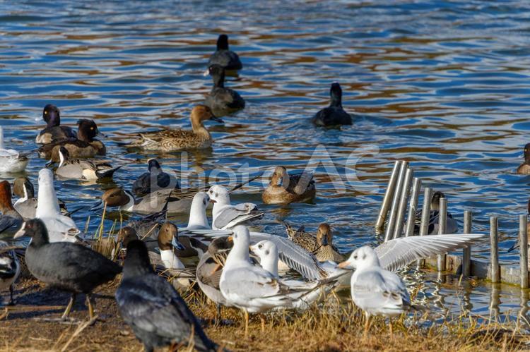冬の池に集まる水鳥たちのにぎわい カモ,ユリカモメ,オオバンの写真素材