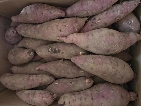 採れたてのサツマイモ 採れたてのサツマイモ サツマイモ,さつま芋,陰干しの写真素材