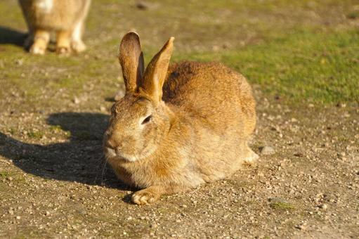 広島県大久野島で眠るウサギ7 うさぎ,睡眠,寝るの写真素材