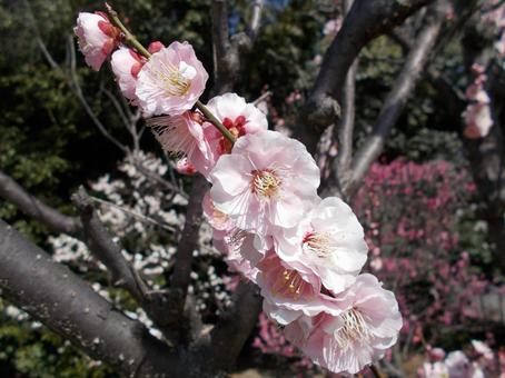 梅の花　豊後の写真
