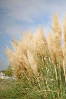 パンパスグラス パンパスグラスの写真