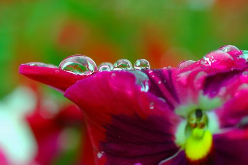 パンジー 水滴 雫 露 花 パンジー 水滴 雫 露 花の写真