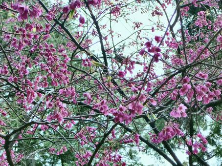 清水公園の桜-68 清水公園の桜-68の写真