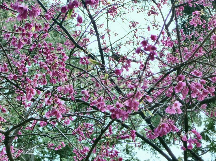 清水公園の桜-68 清水公園,千葉県野田市,桜の木の写真素材