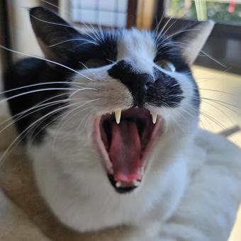 欠伸をするハチハレ妹猫 口,牙,ハチワレの写真素材