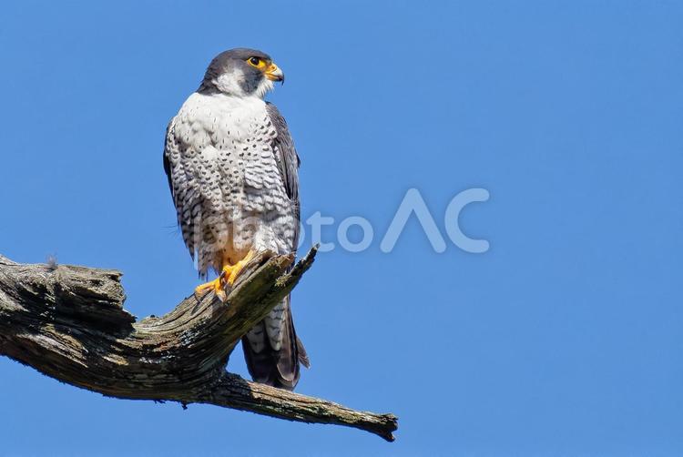 青空の下、遠くを見るハヤブサ はやぶさ,ハヤブサ,隼の写真素材