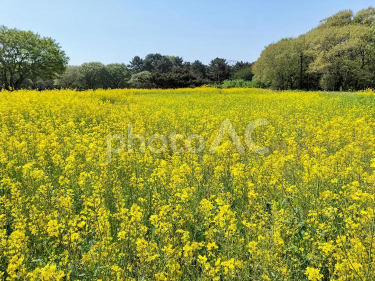 ひたち海浜公園　広い菜の花畑 菜の花畑,国営ひたち海浜公園,花畑の写真素材