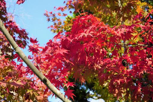 青空と紅葉 青空と紅葉の写真