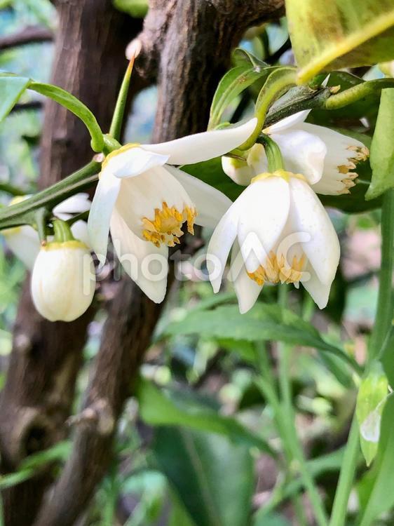 ユズの開花 柚,柚子,ミカン科の写真素材