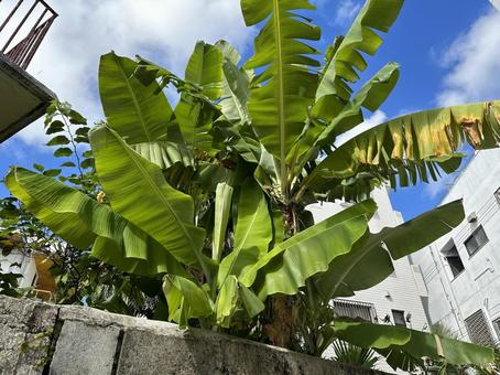 植物 植物の写真