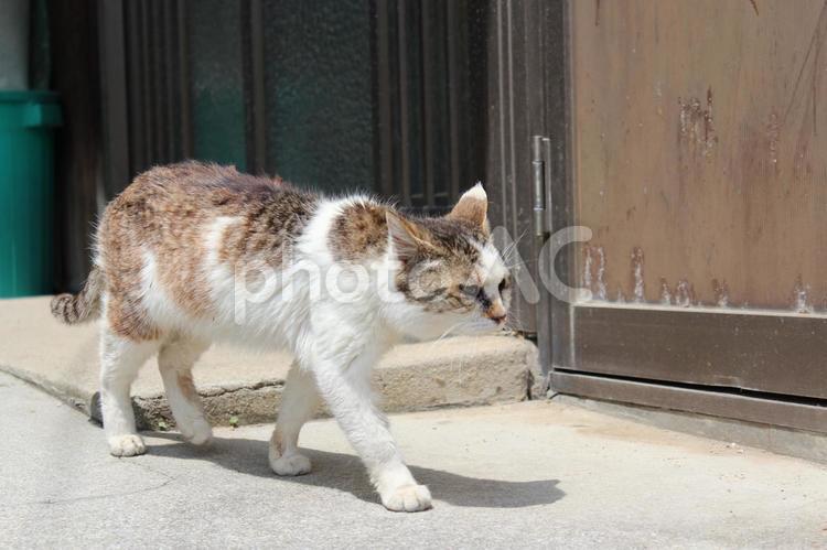 目つきの悪い猫 猫,ネコ,動物の写真素材