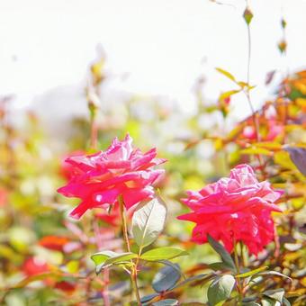 ふたり ふたりの写真