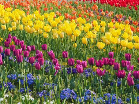 チューリップ畑 チューリップ,春,チューリップ畑の写真素材