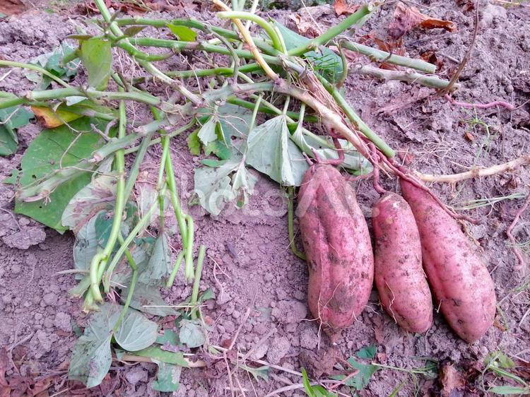 ツル付きサツマイモ サツマイモ,ツル付き,土付きの写真素材