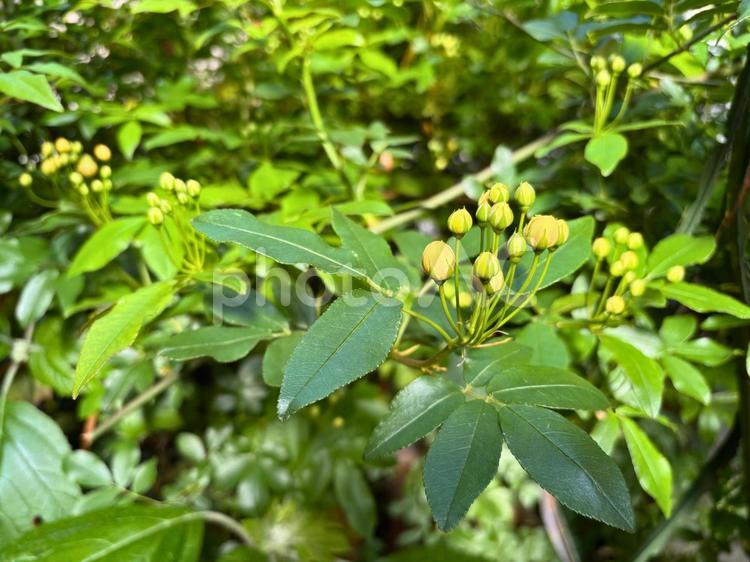 モッコウバラ（つぼみ） 自然,木漏れ日,グリーンの写真素材