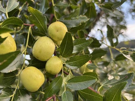 なつめの木 なつめ,秋,実の写真素材