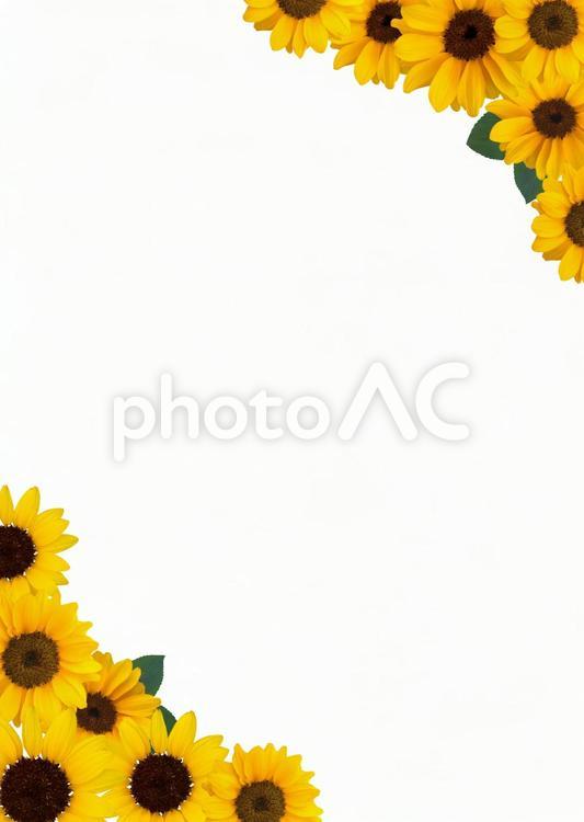 ひまわり　切り抜きパス ヒマワリ,向日葵,花の写真素材