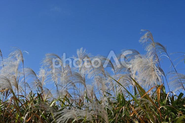 すすき：秋のイメージ背景素材 すすき,秋,穂の写真素材