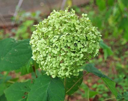 アメリカノリノキ アナベル アメリカノリノキ,亜米利加糊の木,アジサイの写真素材