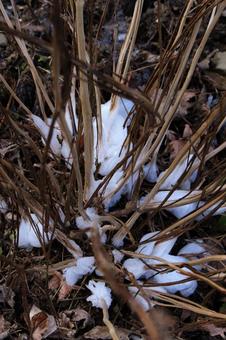 シモバシラ　（植物） 風物詩,白色,シモバシラの花の写真素材