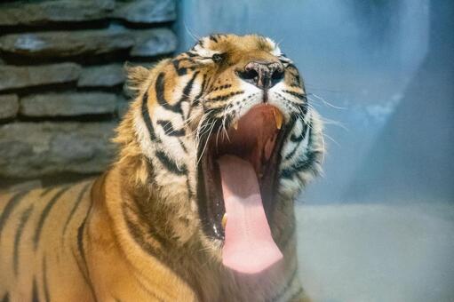 Amur tiger · yawning, amur tiger, beast, out of danger, JPG