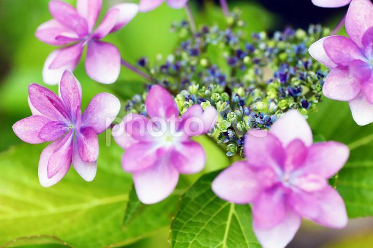 赤紫色の八重咲きガクアジサイのクローズアップ 紫陽花,アジサイ,あじさいの写真素材
