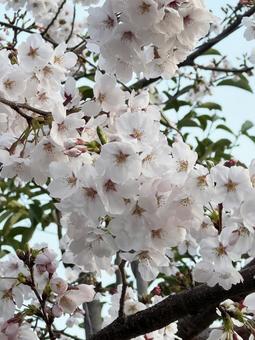 桜 桜 桜,春,四月の写真素材