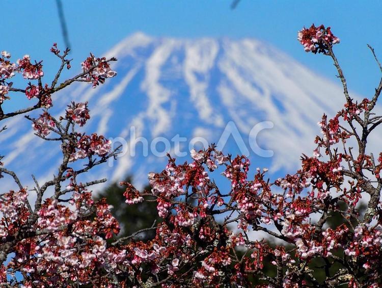 富士山と早春の寒桜 桜,富士山,寒桜の写真素材