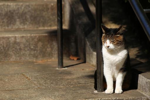 A peaceful afternoon with a cat enjoying the sun, JPG