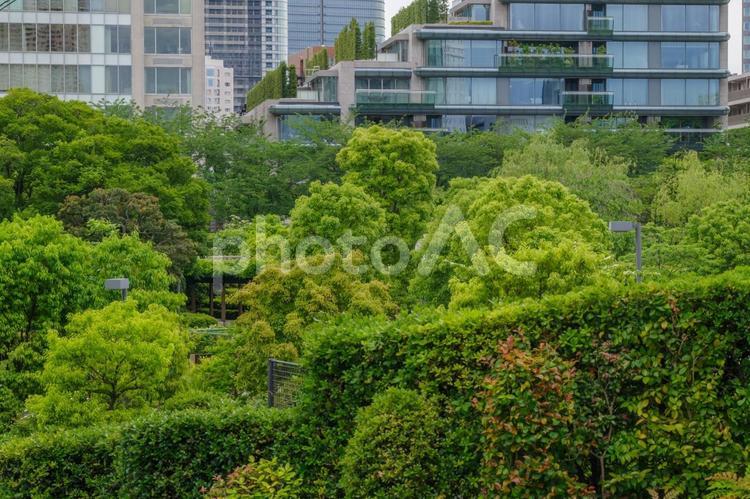 東京の赤坂9丁目から望む緑と建物 日本,東京,港区の写真素材