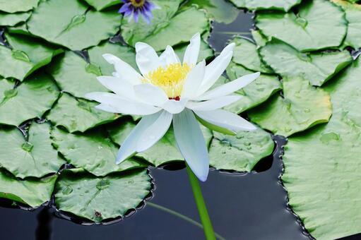 ニンファエア１１（咲くやこの花館） ニンファエア,花,スイレンの写真素材