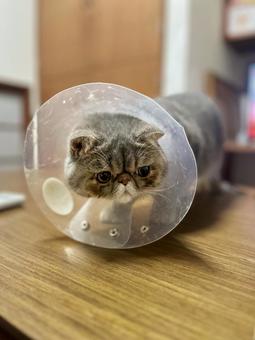 猫のエリザベスカラー 動物,猫,怪我の写真素材