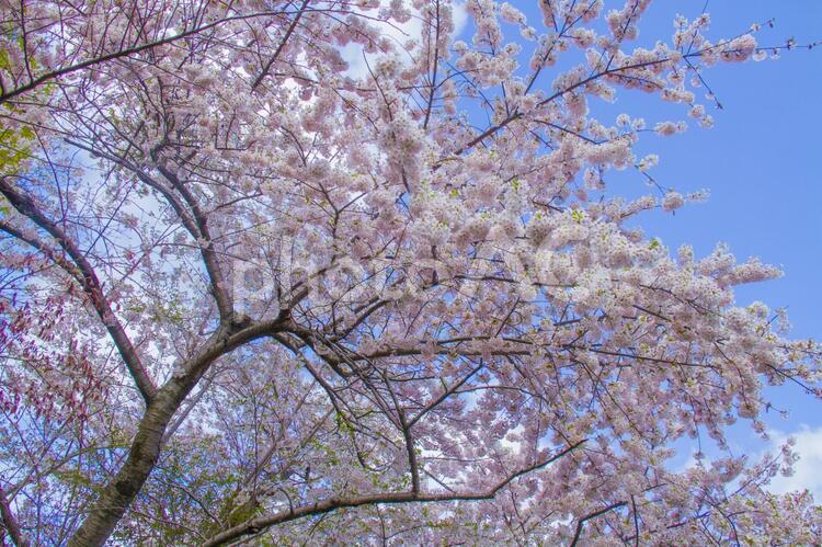 小樽の桜 青空,cherry,blossomの写真素材